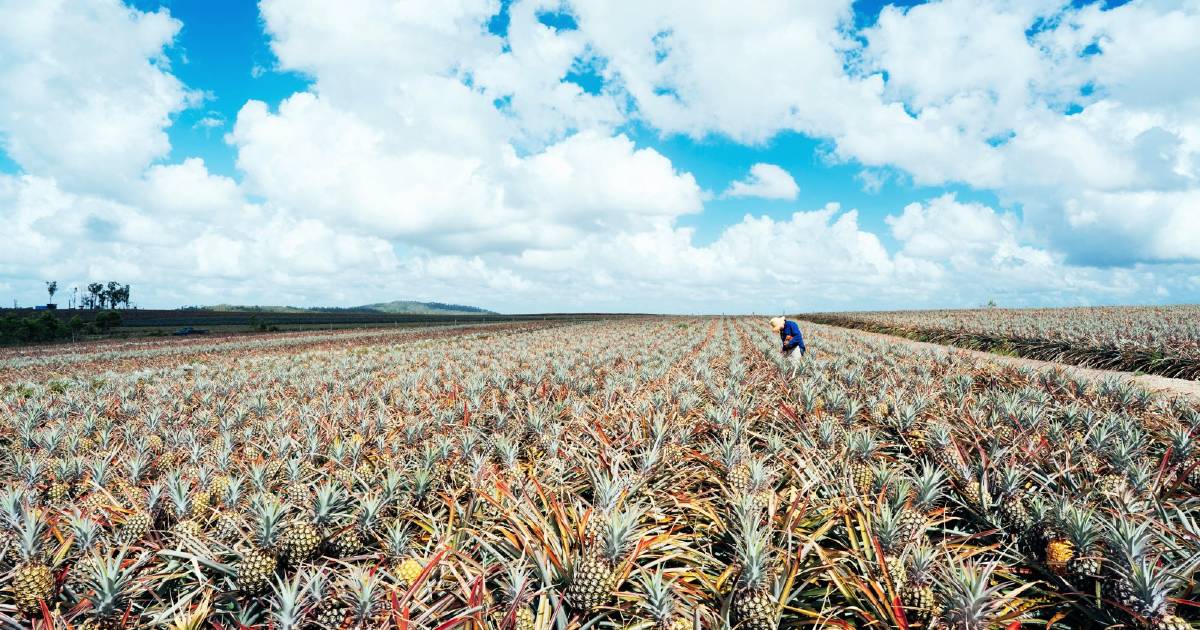 Millions of pineapples are coming and farmers need your help