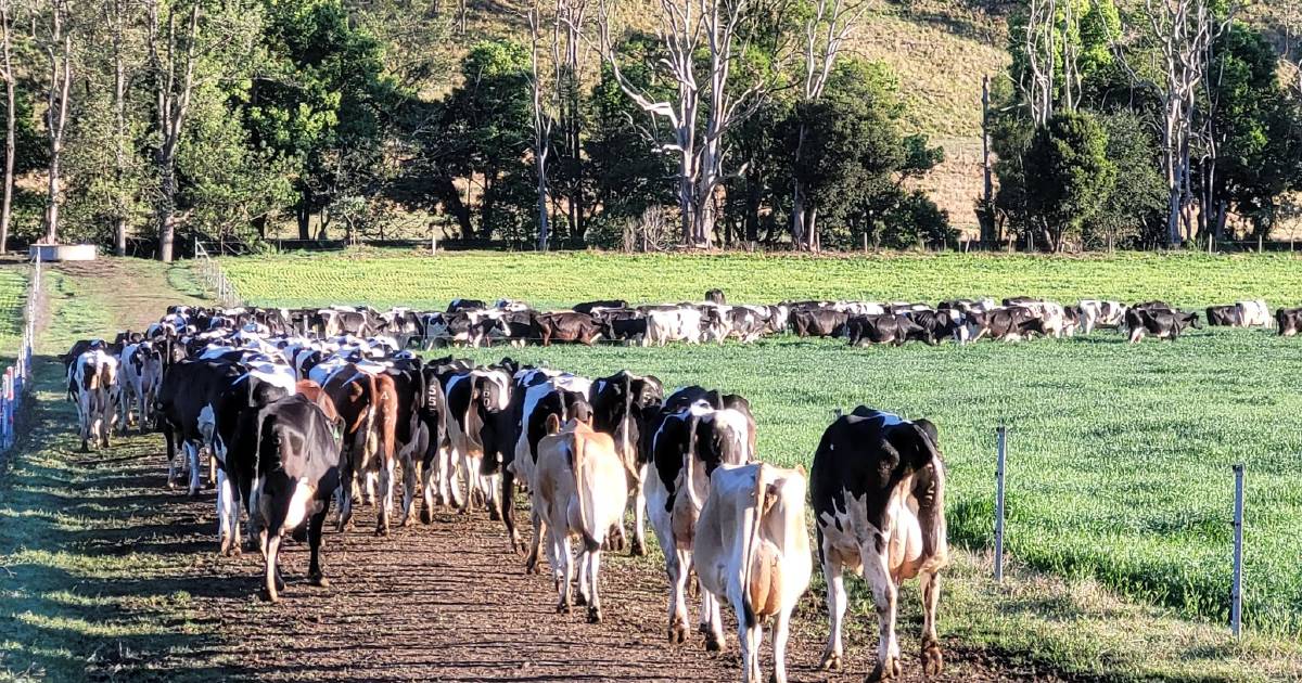 Cattle underpass program boosted with $2 million