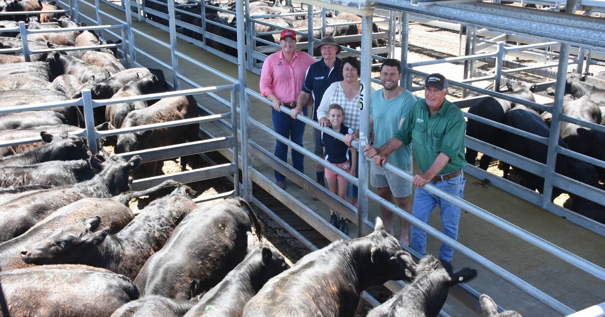 $1680 average at Nutrien Livestock Mt Barker weaner sale | Farm Weekly