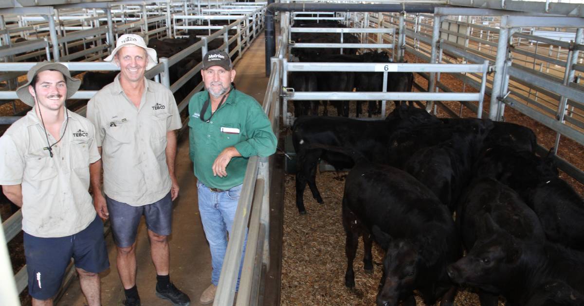 Weaners make $1839 at Nutrien Livestock’s Muchea weaner sale | Farm Weekly