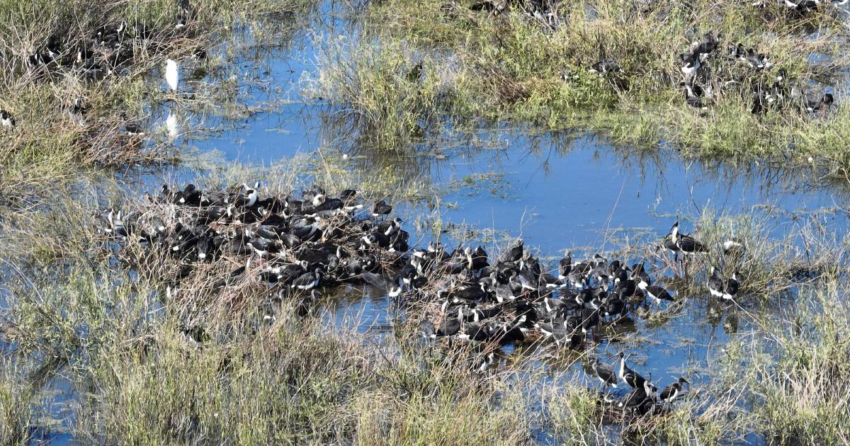 Despite challenging conditions, thousands of waterbirds breeding throughout NSW wetlands | The Land