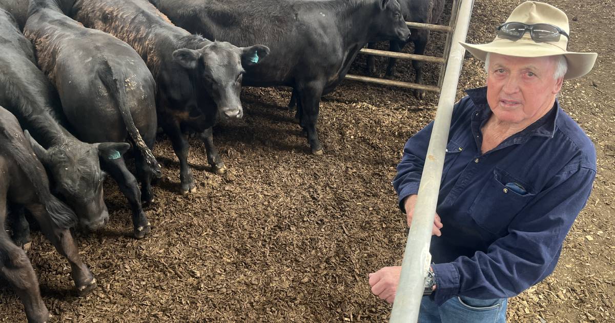 Yea weaner cattle head to Nutrien clients and South Gippsland buyers in feature sale