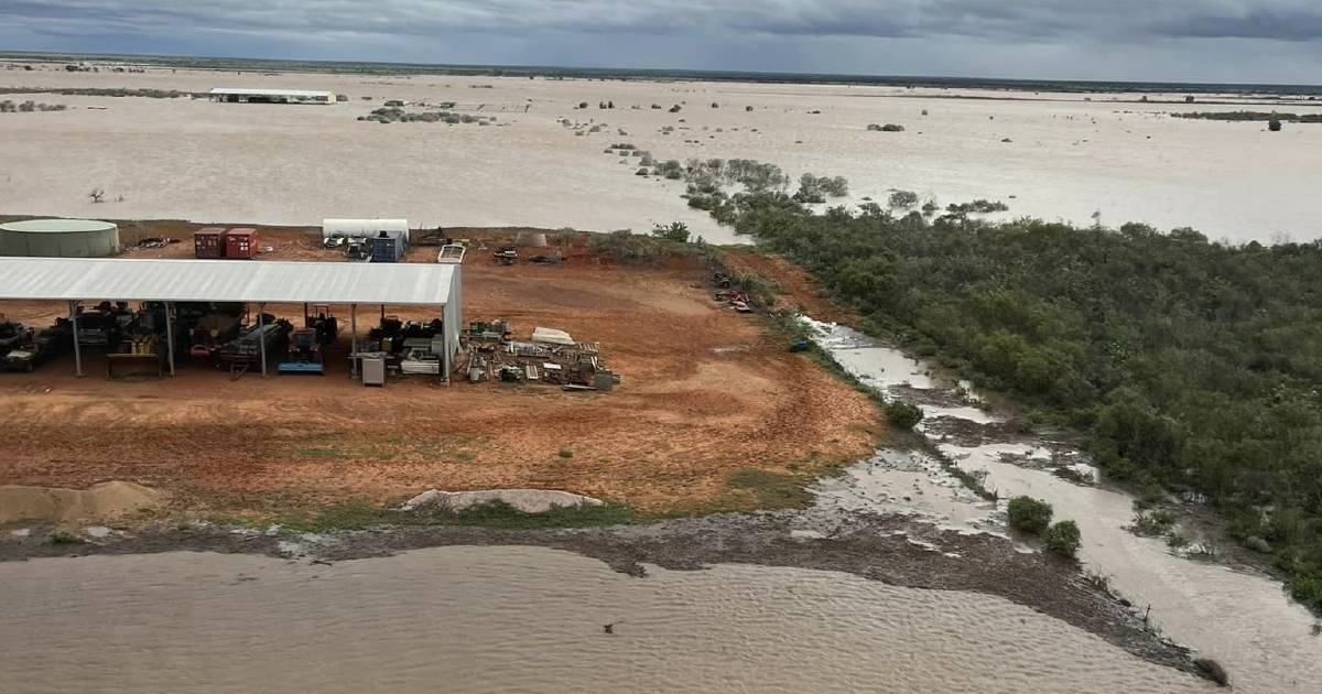 Risk of fire and further cattle casualties along the Fitzroy as floodwaters recede