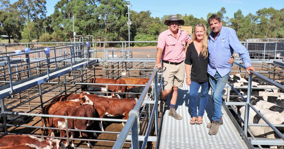 Beef steers in demand at Boyanup