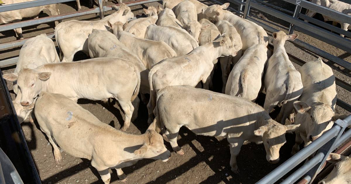 Large panel of buyers at Toogoolawah