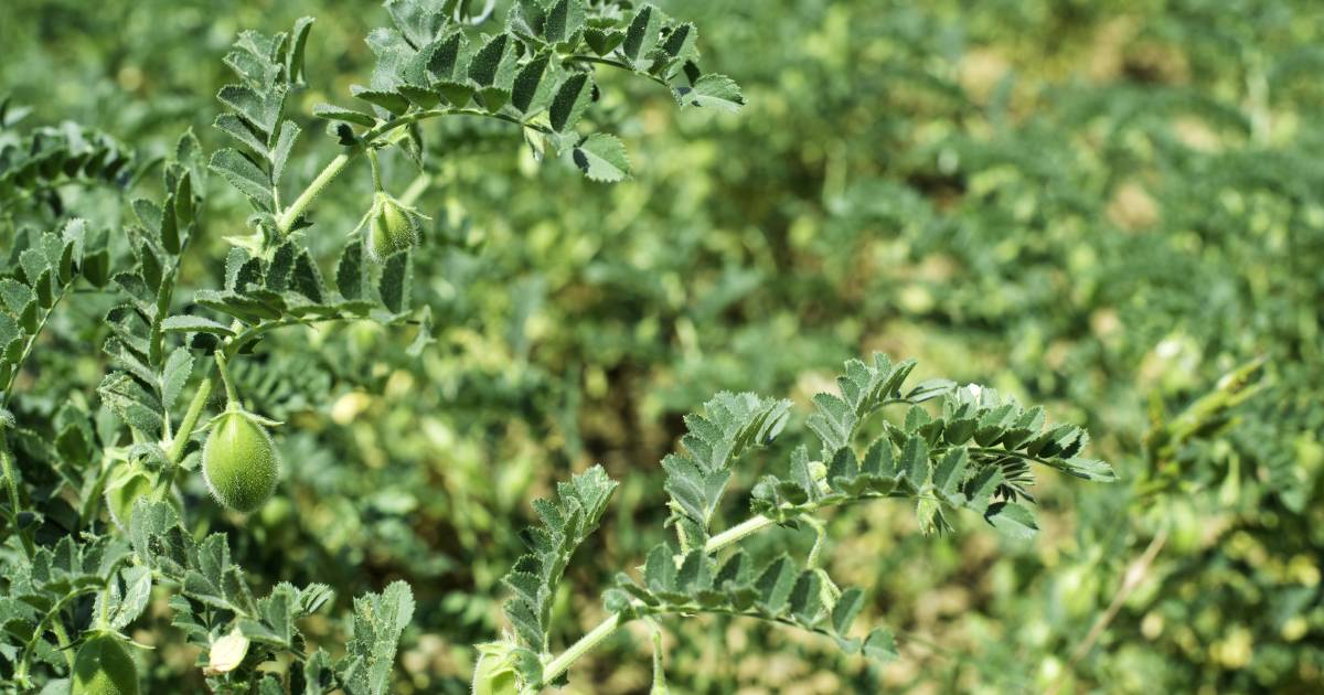 Chickpea values climb above $500 a tonne