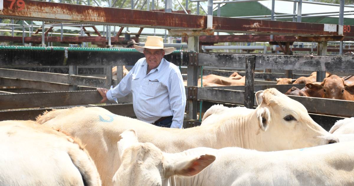 EARLY REPORT: Prices rise for quality cattle at Gympie