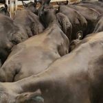 USDA launches pilot Cattle Contracts Library