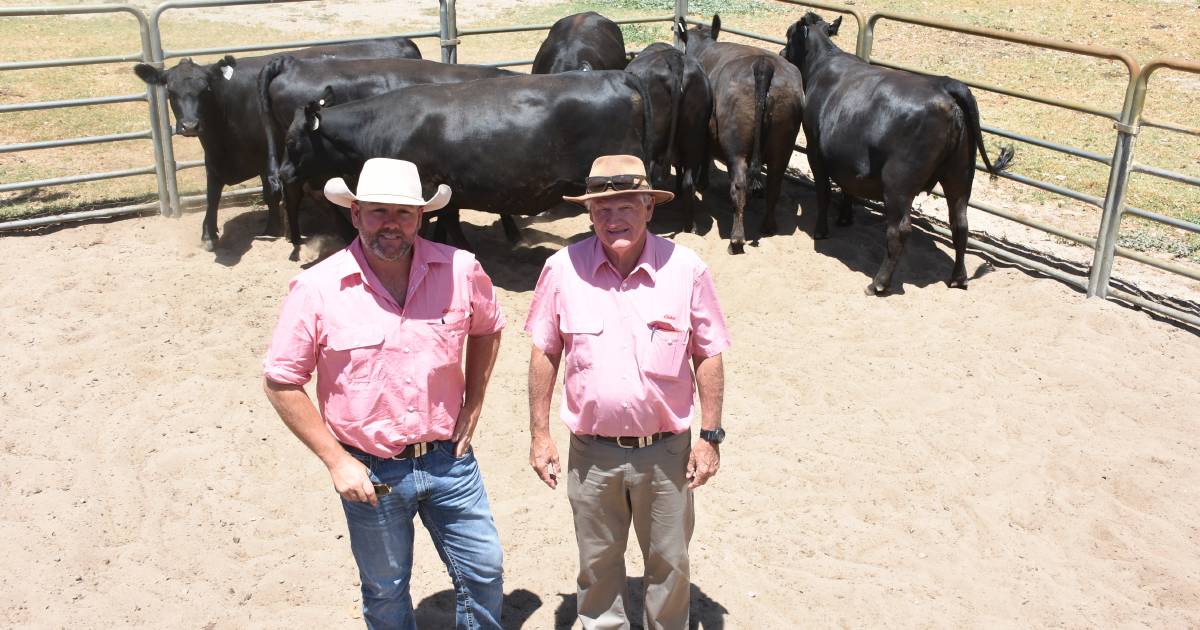 Angus heifers top $4400 in Elders sale at Boyanup | Farm Weekly