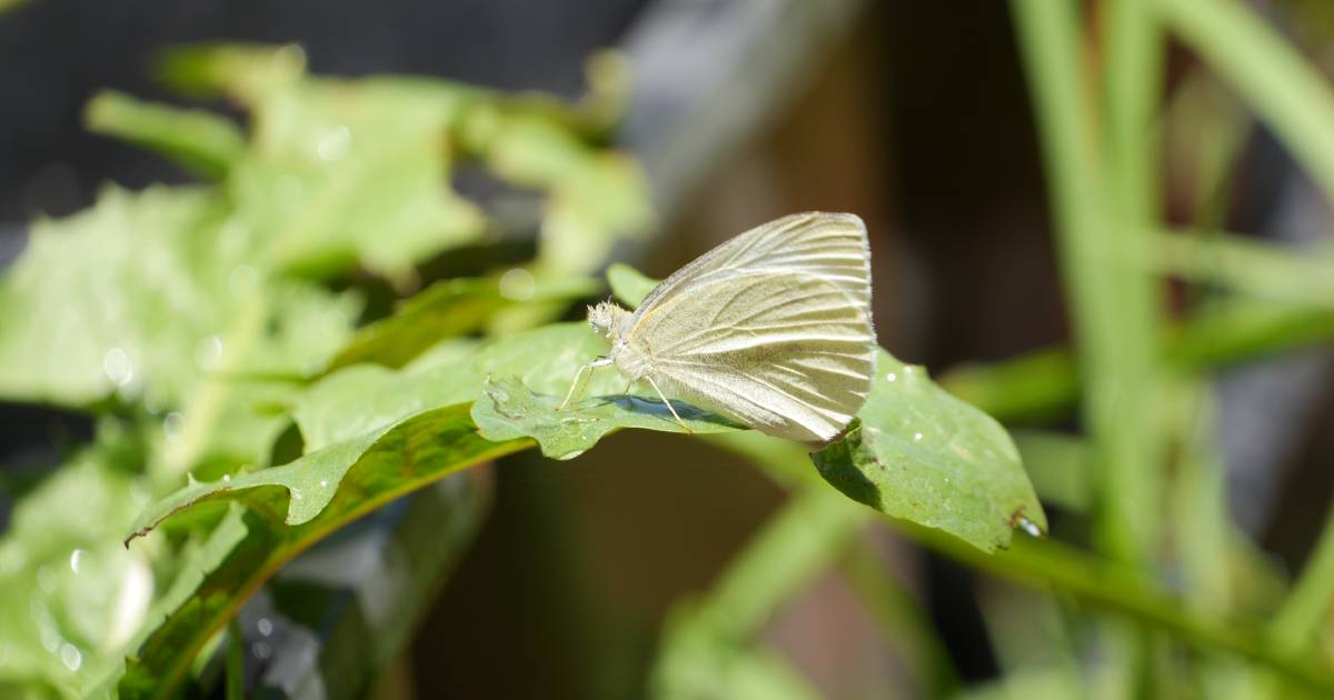 Why a butterfly boom is proving a headache for many this summer