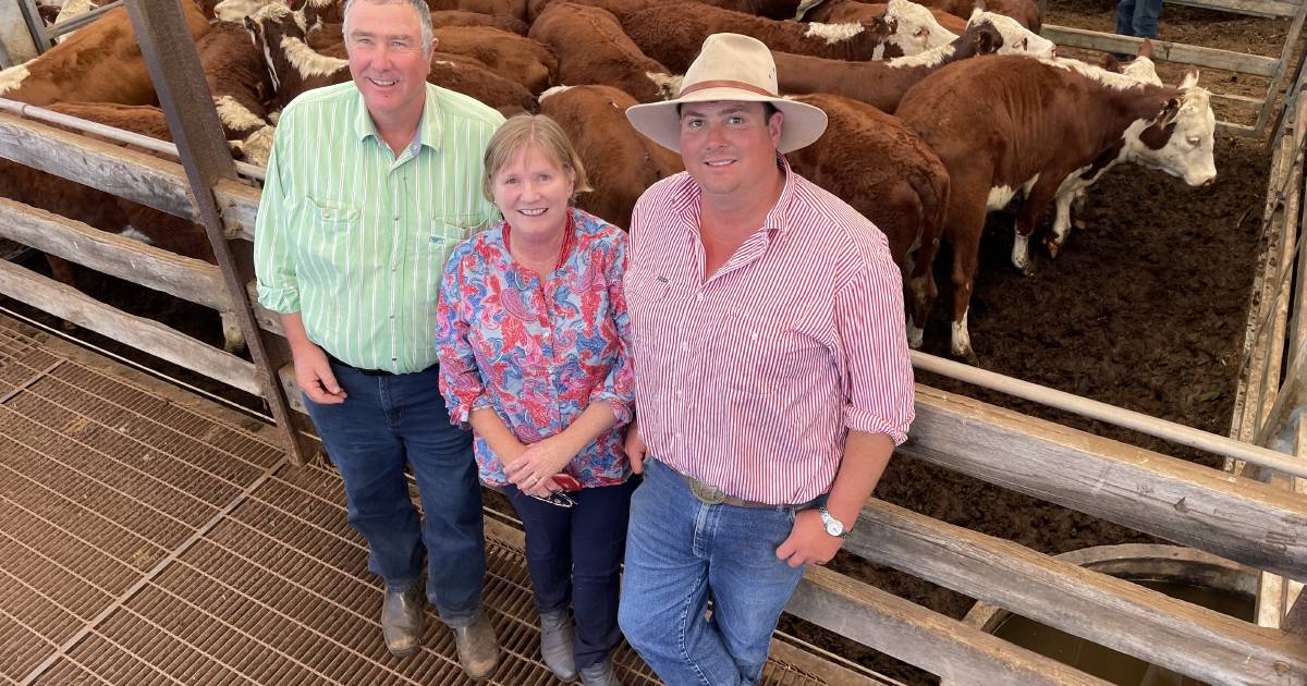 Hereford breeders Yarram Park and Injemira Beef Genetics clash at Hamilton heifer sale