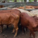 Wet dampens numbers, but prices 'stronger than expected' at Biggenden