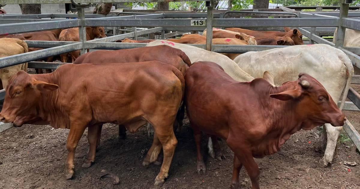 Charbray weaner steers make $1440, heifers $1240 at Woodford | Queensland Country Life