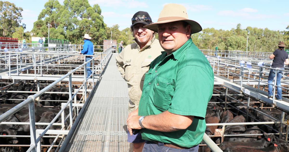 Wylie Group heifers lead the way