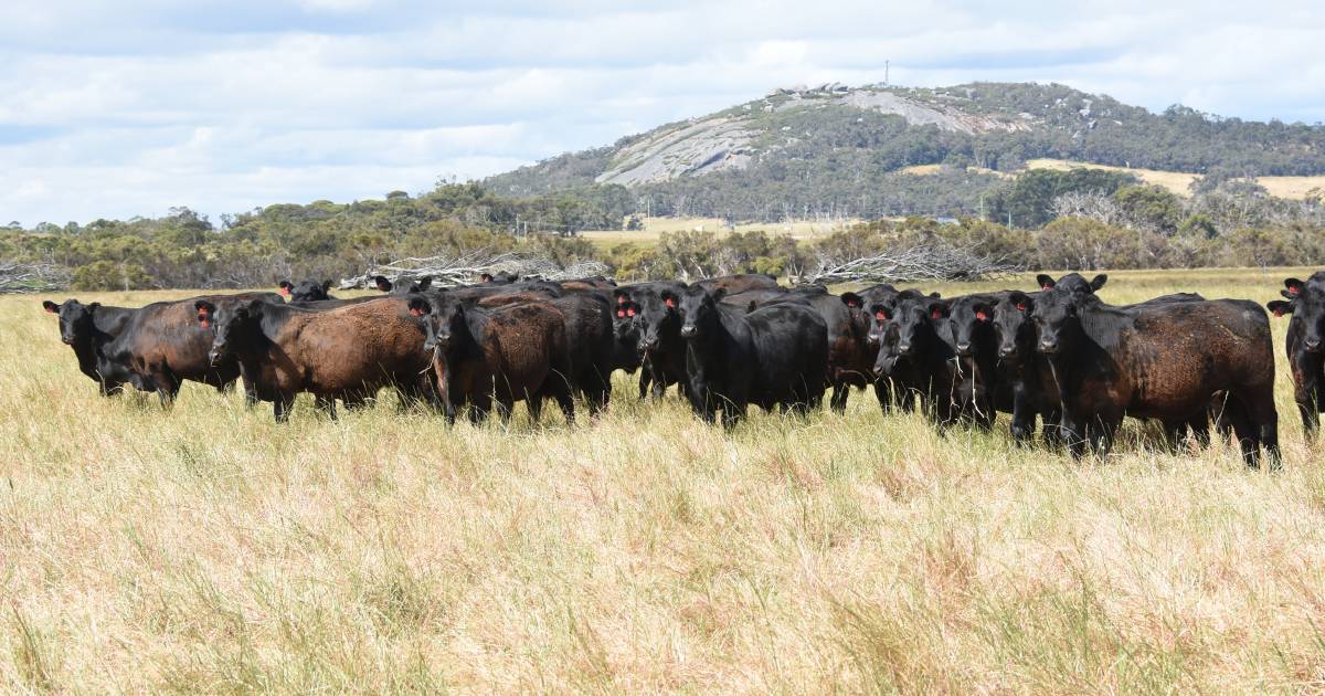 2500 Angus calves for Mount Barker | Farm Weekly