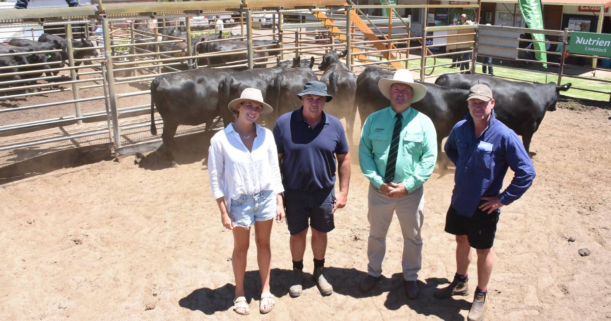 Heifers make $4200 at Nutrien Livestock Mated Beef Female Sale at Boyanup | Farm Weekly