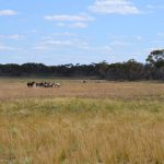 Weaner steers make $1700 at Beaudesert’s first 2023 sale | Queensland Country Life