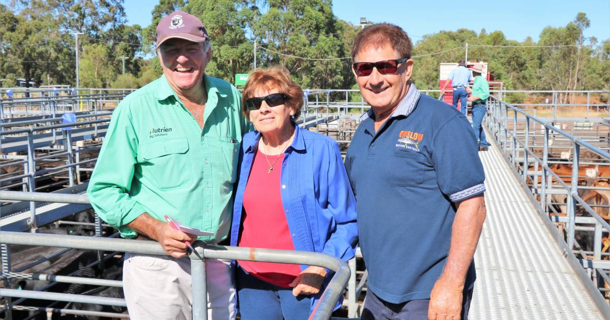 Steers top at $1811 at WALSA Boyanup weaner sale | Farm Weekly