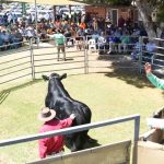 Black baldy heifers top at Wangaratta