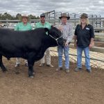 Day 1 at ANZ Crookwell Merino ewe comp| Photos