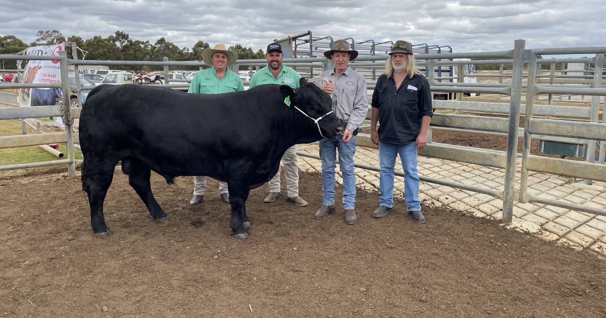 Great Southern Blue Ribbon Female and All Breeds Bull Sale tops at $19,500 | Farm Weekly