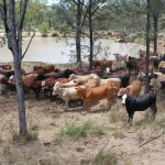 Photographer's gratitude as dairy farmer offers 'One Tree Hill' alternative