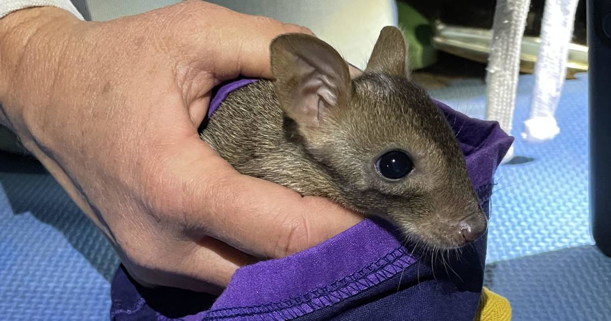 First baby brush-tailed bettong discovered in the Pilliga forest after translocation | The Land