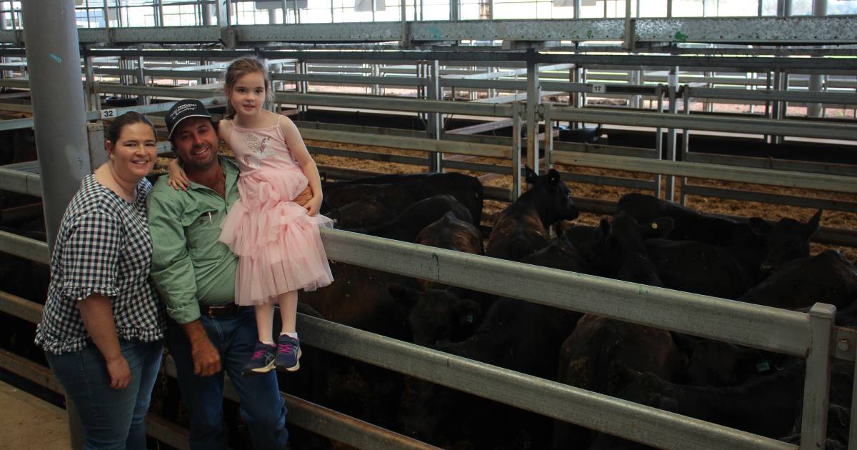 Ray White's Blue Ribbon weaner sale attracts wide buyer interest at Wodonga | January 3