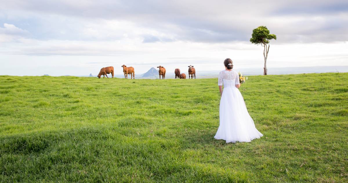 Photographer's gratitude as dairy farmer offers 'One Tree Hill' alternative