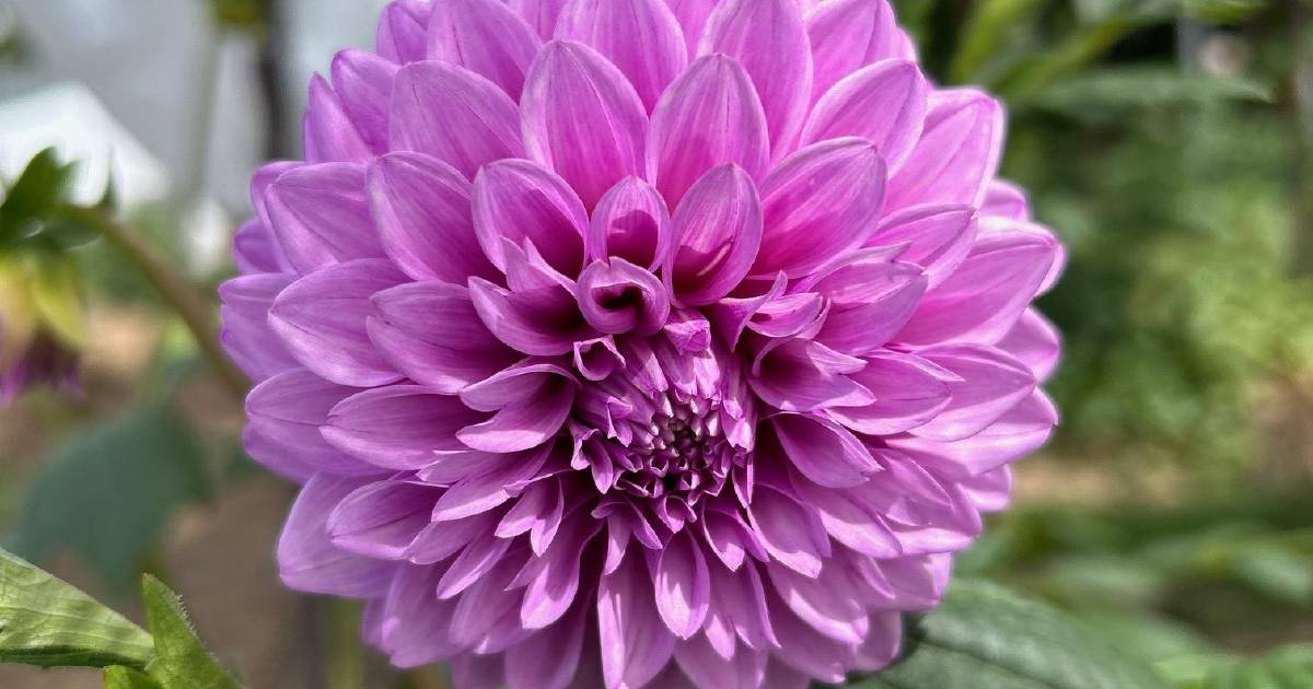 Dreamy dahlias dominate Glen Elgin's garden