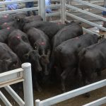 Hereford feedout numbers climb | Beef Magazine