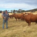 Coastal steers top Gracemere steer market in first sale for 2023