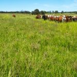 Positive signs for cattle market