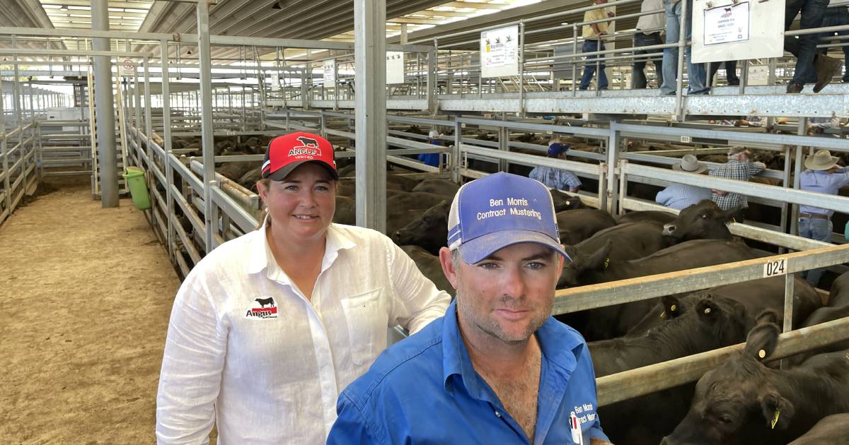 Ray White Angus sell well at Tamworth sale