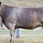 Feeder steers firm at Roma