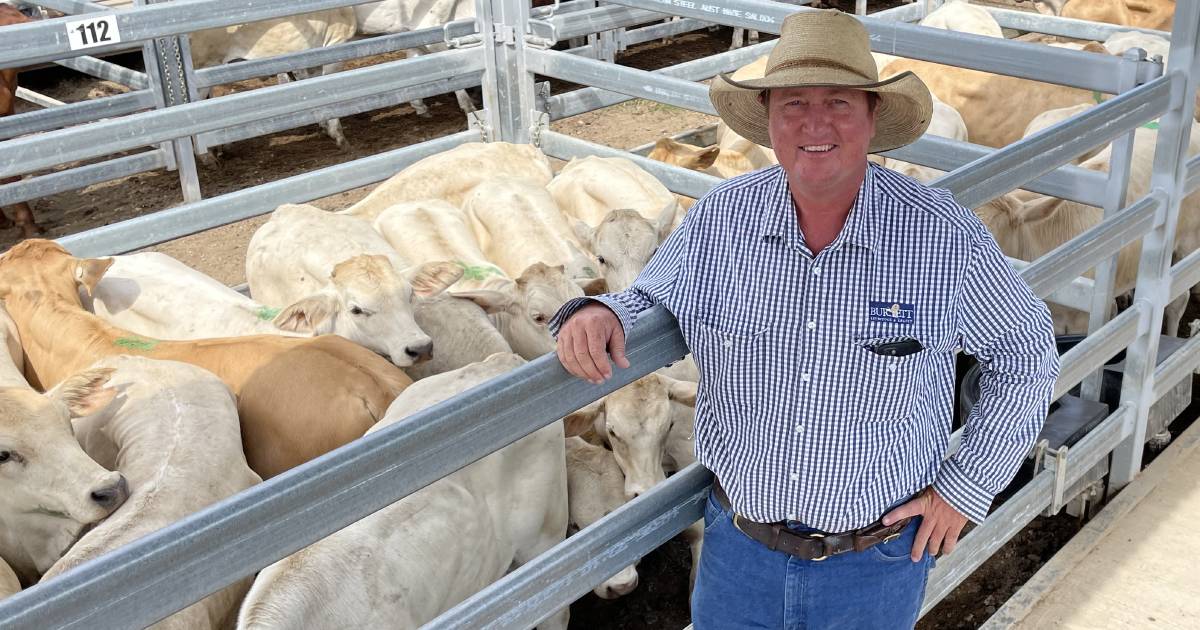 Weaner steers sell to 556c at Biggenden