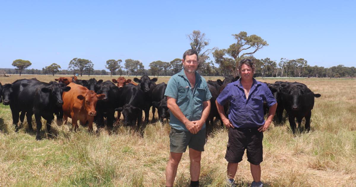 Smooth transition to beef-only herd