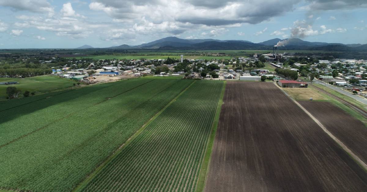 Cane farms head to auction