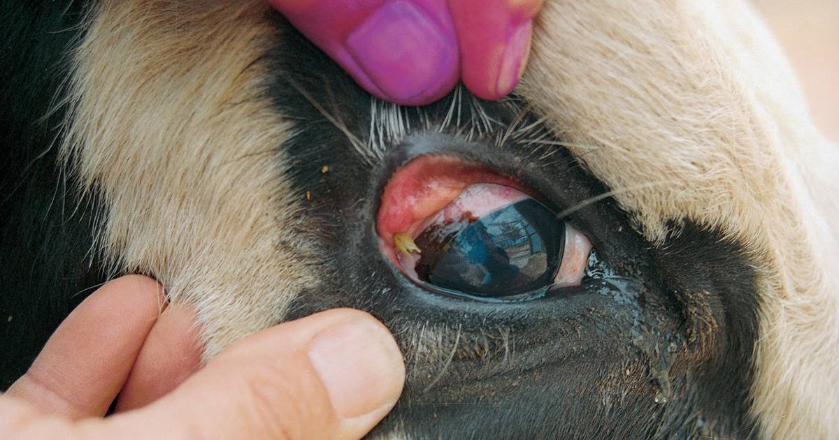 Keep an eye out for pinkeye in livestock