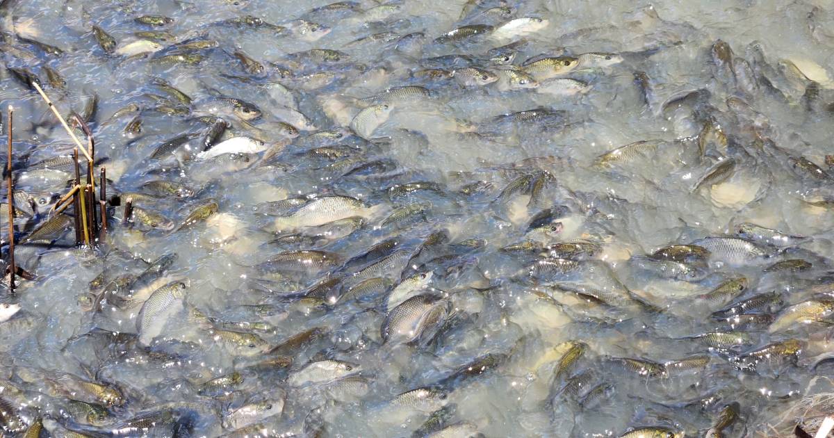 Farmers bemused as waterways seen 'bubbling' with spawning carp