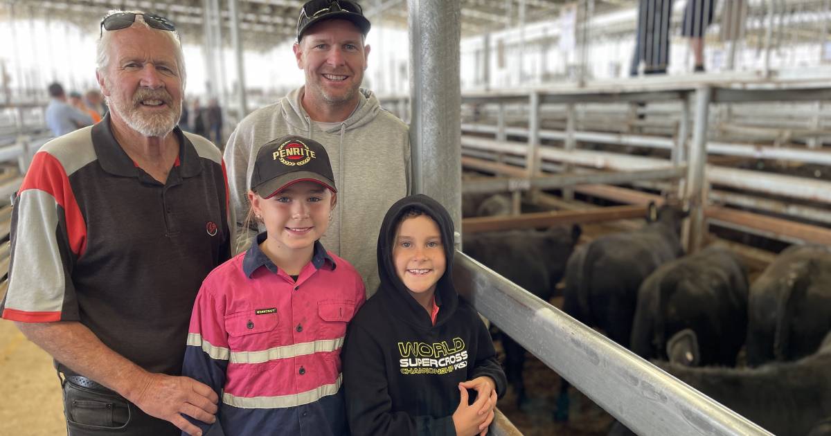 Softer prices at Mortlake continues trend at feature weaner sales