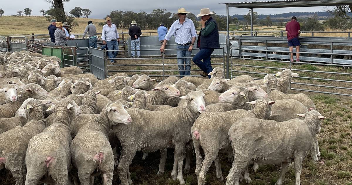 Merinos survive wet at Crookwell