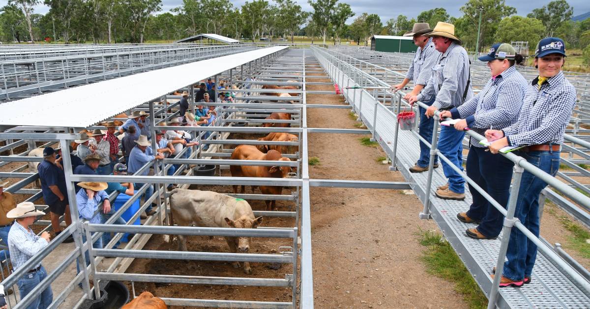 Wet dampens numbers, but prices 'stronger than expected' at Biggenden