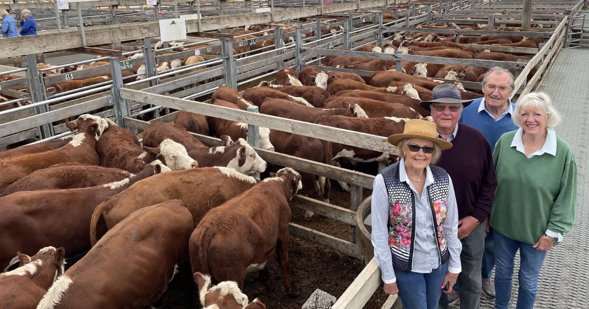 Casterton Hereford sale underpinned by volume buyers from NSW, SA