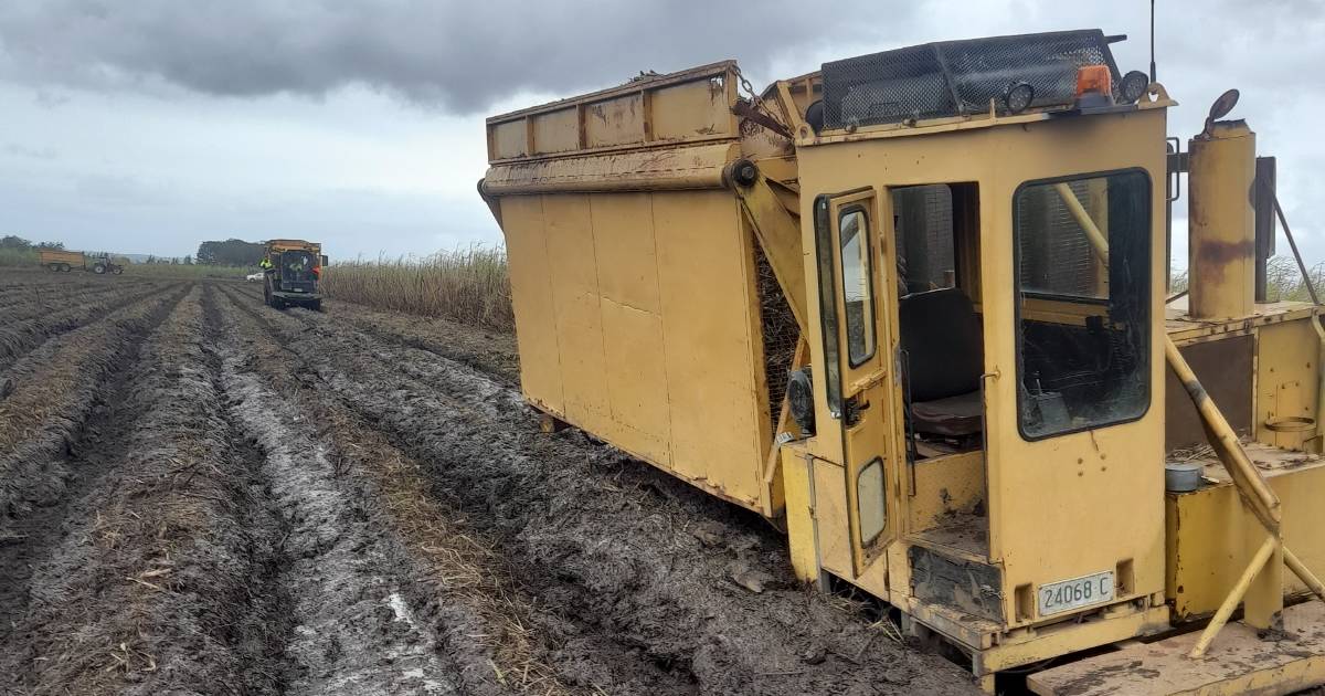 Epic end to sugar cane harvest