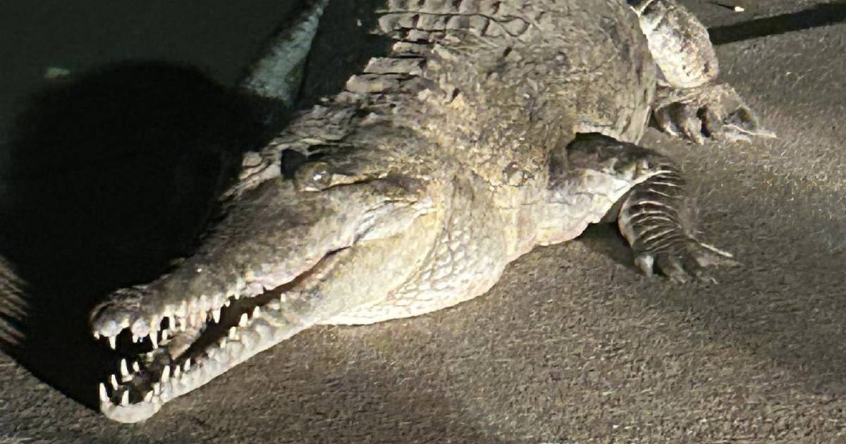 Cops hunt three metre crocodile in town's main street