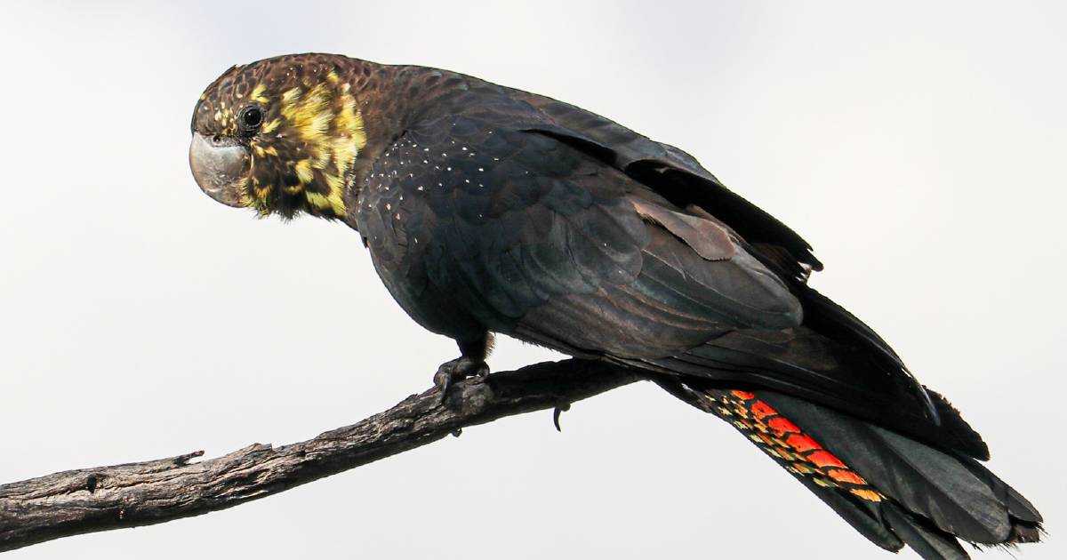 Researchers on the hunt for homes for one of Australia's rarest cockatoos