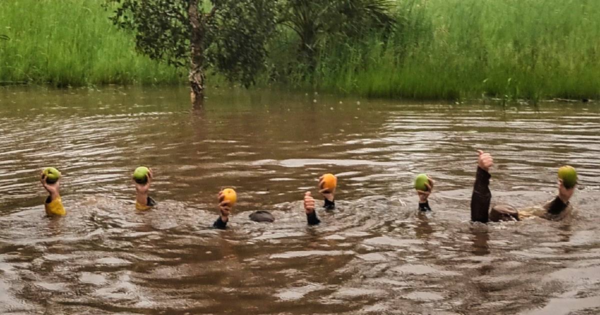 Sink or swim for Yeppoon mango harvest