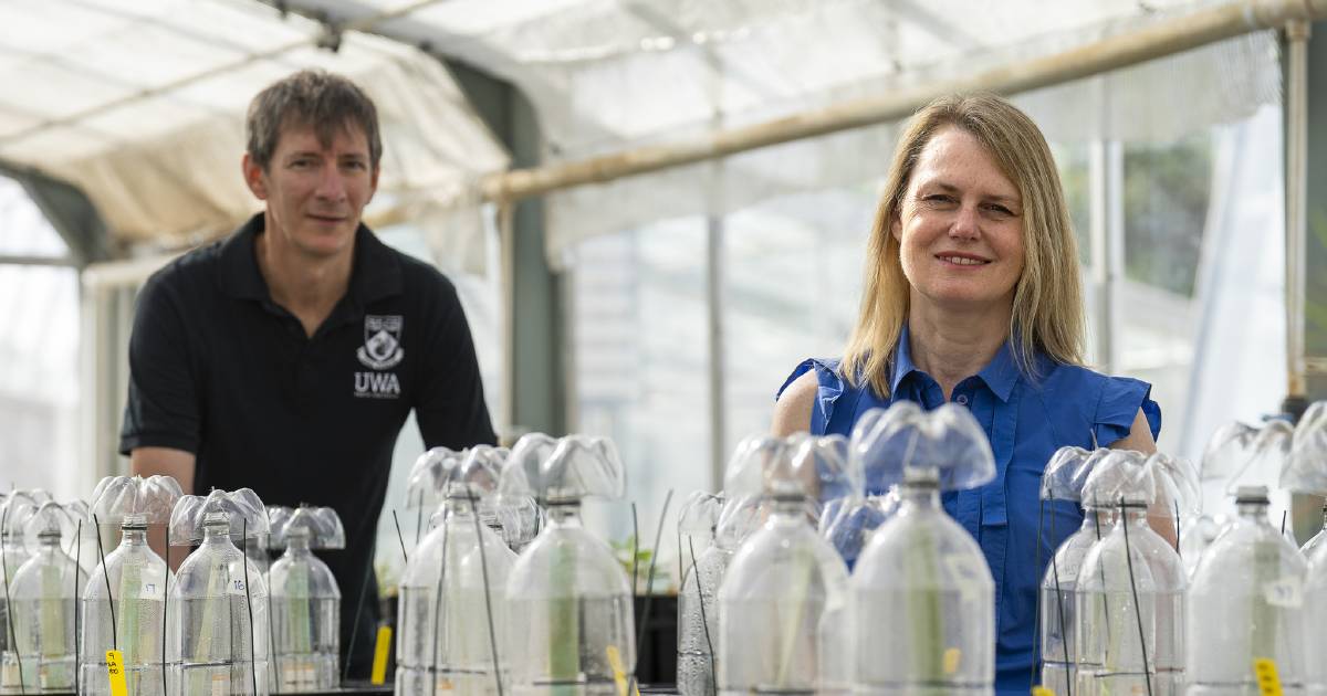 UWA researchers at sulphate of ammonia link with crop yields | Farm Weekly