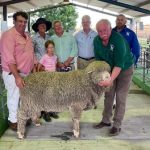 Nerstane Merinos and Poll Merinos meet the market